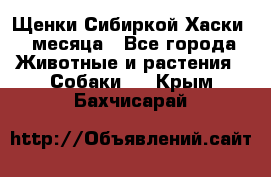 Щенки Сибиркой Хаски 2 месяца - Все города Животные и растения » Собаки   . Крым,Бахчисарай